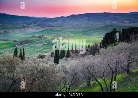 Tramonto in Toscana con olivi e cipressi Foto Stock