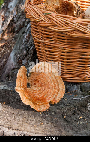 Raccolte in autunno incredibile di funghi commestibili zafferano cappuccio latte conosciuto come Orange latte Cap. Composizione dei funghi commestibili arancione cappuccio di latte (falso zafferano M Foto Stock