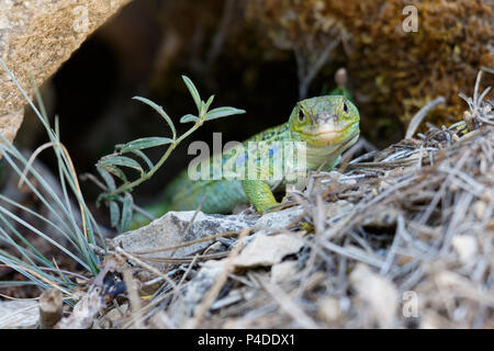 Un ocellated lizard (Timon lepidus) è venuto fuori il lair. Rio Lobos Canyon, Soria, Spagna. Foto Stock