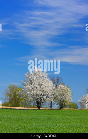 La molla del paesaggio bianco con alberi in fiore e il cielo blu. Polonia, Santa Croce montagne. Foto Stock