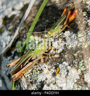 Due strisce grasshopper alato (Stenobothrus lineatus) combattimenti a valle Eina (Francia). Foto Stock