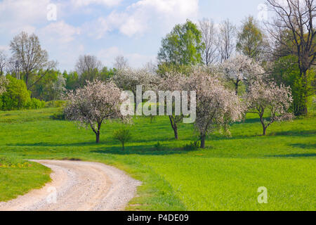 La molla del paesaggio con alberi in fiore e strada polverosa. Polonia, Santa Croce montagne. Foto Stock