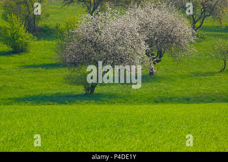 Paesaggio di primavera con prato verde e alberi in fiore. Polonia, Santa Croce montagne. Foto Stock