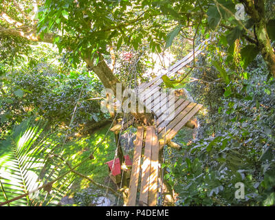 Legno passerelle sospese in cima degli alberi in Parc Des Mamelles nel mezzo della foresta pluviale su Chemin de la Retraite. Basse Terre, francese dei Caraibi. Foto Stock