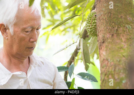 Asian proprietario di fattoria di controllo sulla struttura di durian nel frutteto. Foto Stock