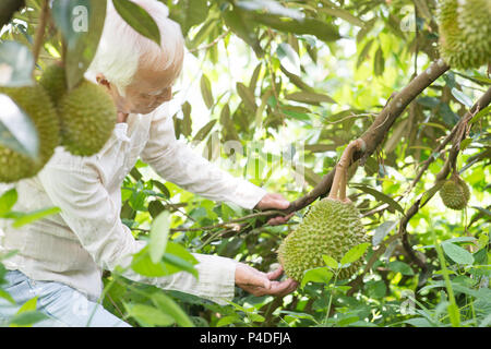 Asian agricoltore il controllo sulla struttura di durian nel frutteto. Foto Stock