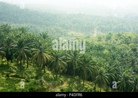 Arial vista di olio di palma plantation in Asia orientale. Foto Stock