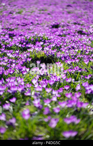 Violetta fioriture di crochi Foto Stock
