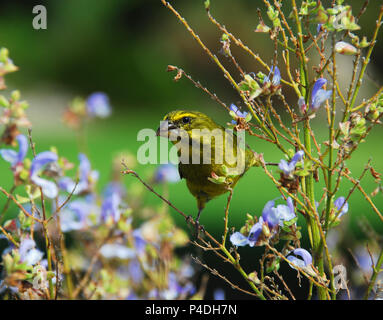 In prossimità di un piccolo giallo canarino alimentare sui semi pf fiori viola in Sud Africa. Nota il grazioso pongono. Foto Stock