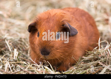 Shorthair cavia seduta sul fieno Foto Stock