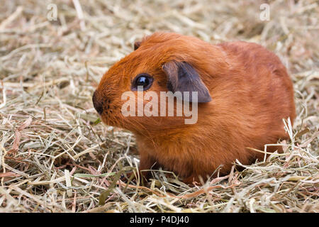 Giovani shorthair cavia seduta sul fieno Foto Stock