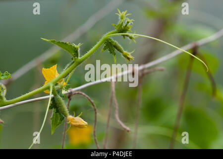 Vitigno di cetriolo con fiori e viticci in serra Foto Stock