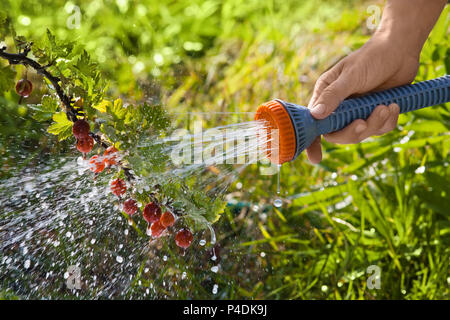 Impianti di irrigazione a mano gooseberry bush nel giardino Foto Stock