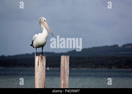 Australian Rosa Pelican in piedi sul pilone ( Pelecanus conspicillatus ), Albany Australia Occidentale Foto Stock