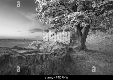 In bianco e nero eccezionali immagini del paesaggio del platano interstizio in corrispondenza del vallo di Adriano in Northumberland al tramonto con fantastiche tarda primavera luce Foto Stock