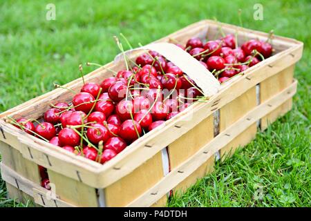 Cesto pieno di fresche e mature le ciliegie raccolte. Foto Stock