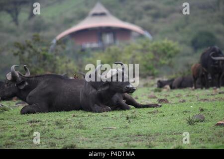 African Cape Buffalo a Mahali Mzuri (Richard Branson's Camp) nella zona di Olare Motorogi Conservancy, il Masai Mara, Kenya. Syncerus caffer (bufali) Foto Stock