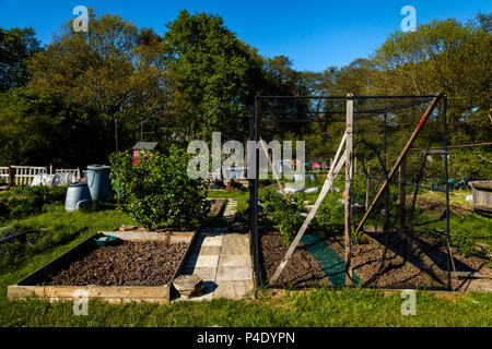 Un tipico Allotment, Derby, West Sussex, in Inghilterra Foto Stock