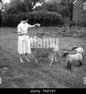 Degli anni Cinquanta, storico, una signora al di fuori di un campo alimentazione - zollette di zucchero? - Un capriolo e una pecora, con le sue due piccole lampade in partecipazione come ben, Inghilterra, Regno Unito. Foto Stock