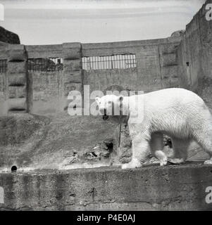 Degli anni Cinquanta, foto storiche che mostra un orso polare nella sua concreta murata captive dintorni presso lo Zoo di Edimburgo, Scozia, Regno Unito. Foto Stock