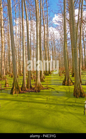 Cypress Swamp al sole a Heron Pond in cache nel fiume Stato Area Naturale Foto Stock