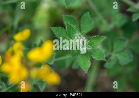 Credeva di essere comune Birdsfoot Trefoil / Lotus corniculatu). Foto Stock