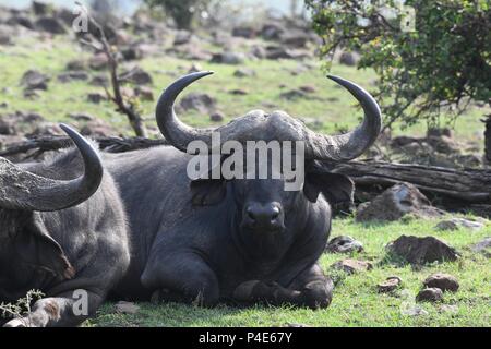 Capo africano di Savannah a Buffalo Mahali Mzuri nella zona di Olare Motorogi Conservancy, il Masai Mara, Kenya, Africa orientale. Syncerus caffer (bufali) Foto Stock
