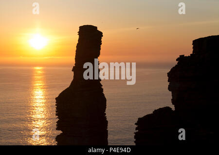 Il vecchio uomo di Hoy stagliano contro un estate tramonto, Orkney Foto Stock