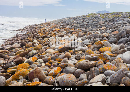 Lichene arancione coperta massi con alghe kelp sulla costa Atlantica di Città del Capo Sud Africa Foto Stock