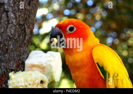 Il più bel pappagallo Macore bird mangiare mais sul ramo. Il corpo di un uccello è giallo, verde, arancione, nero e rosso. Un mix di colore correttamente. Foto Stock