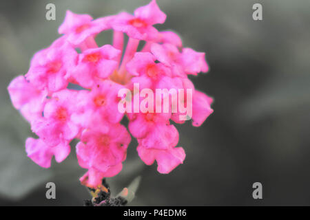 Fiore rosa isolata su uno sfondo grigio. Foto Stock