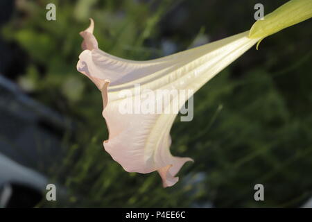 Datura o devil's trombe fiori, belle grandi fiori Foto Stock