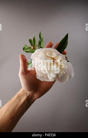 Bianco fresco peonia nelle mani dell'uomo il concetto di fiori Foto Stock