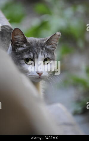 Funny cute cat street stray-occhi di gatto occhio verde-occhi grandi occhi aperti a fissare la fotocamera Foto Stock