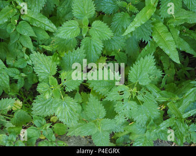 Ortica (Urtica dioica) aka ortica pianta Foto Stock