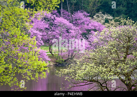 Fioritura redbud alberi aggiungere un pop di rosa a primavera il paesaggio come la nuova stagione prende il via presso il Morton Arboretum in Lisle, Illinois. Foto Stock