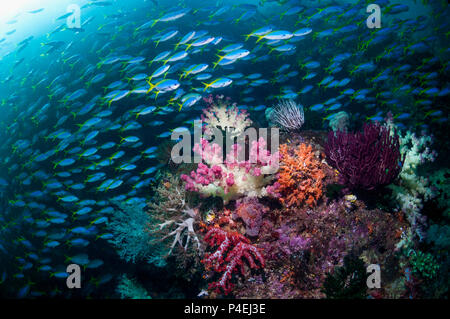 Coral reef paesaggi con coralli molli [Dendronephthya sp.]. Una scuola mista di Yellowback fusiliers [Caesio teres] e forbici-tailed fusilier [Ceasio ca Foto Stock