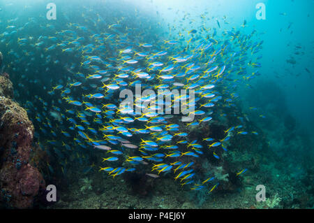 Giallo-back fusiliers [Cesia teres] scuola sulla barriera corallina. Papua occidentale, in Indonesia. Foto Stock