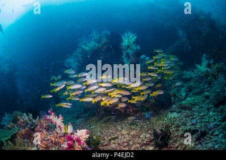 Coral reef paesaggi con Tonno obeso lutiani [Lutjanus lutjanus]. Papua occidentale, in Indonesia. Foto Stock