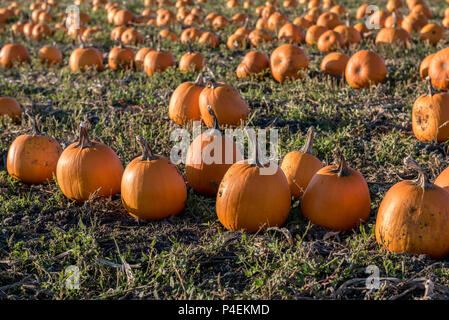 Zucche in un campo, Victoria, British Columbia, Canada Foto Stock