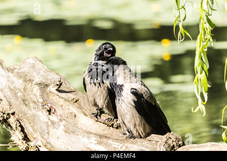 Giornata calda.due corvi con cappuccio (Corvus cornix) si siede con il suo becco aperto sull'albero caduto vicino al laghetto. Il sito di uccelli, animali, fenomeni naturali. Foto Stock