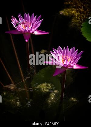 Il Woodlands TX USA - giugno 5, 2018 - Dragonfly su acqua Giglio 3 Foto Stock