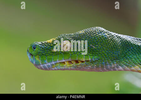 Close-up di un albero verde serpente python Foto Stock