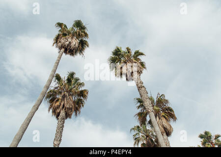 Splendide palme sul cielo blu in estate Manhattan Beach Pier a Los Angeles, CA USA Foto Stock