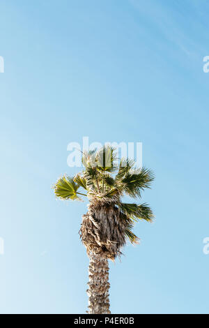 Splendide palme sul cielo blu in estate Manhattan Beach Pier a Los Angeles, CA USA Foto Stock