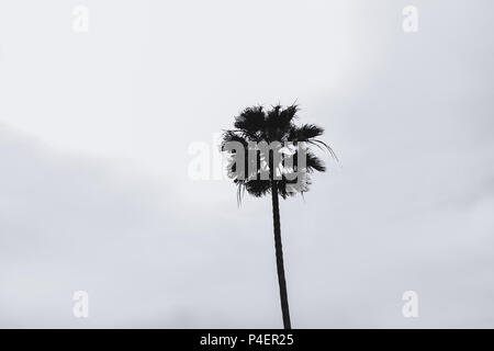 Splendide palme sul cielo nuvoloso in estate Manhattan Beach Pier a Los Angeles, CA USA Foto Stock