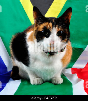 Una mia amata multi colore e il gatto un animale domestico in Sud Africa. Foto Stock