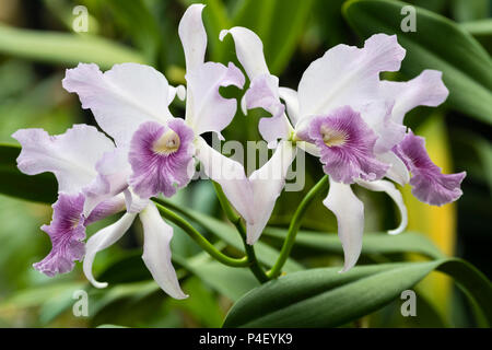 I fiori dell'estate gara di fioritura di orchidee, ibrido Laeliocattleya Canhamiana var. coerulea 'Cielo Azzurro" Foto Stock