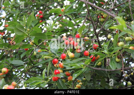 Presto saranno mature le ciliegie acide su un cortile di ciliege acide alberi da frutto. Foto Stock
