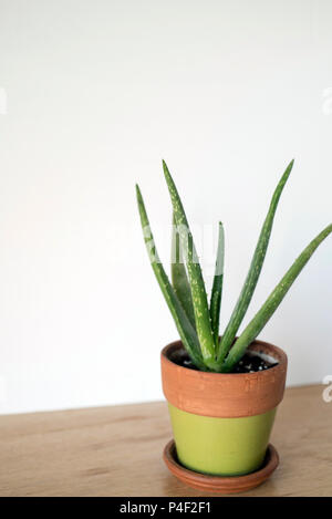 Angolo di visualizzazione di un Aloe Houseplant su un contatore di legno su uno sfondo luminoso Foto Stock